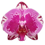 Phalaenopsis Red Lion B S Phalaenopsis Red Lion B S
